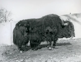 Un yak mâle dans son enclos au zoo de Londres en 1928