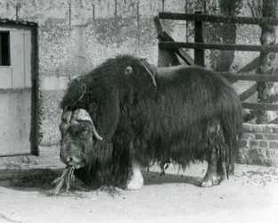 Un bœuf musqué mâle adulte, également orthographié musk ox et musk-ox, debout et mangeant dans son enclos au zoo de Londres en 1931