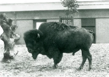 Un bison américain presque menacé debout dans son enclos, zoo de Londres, 1927