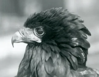 Un aigle bateleur menacé au zoo de Londres
