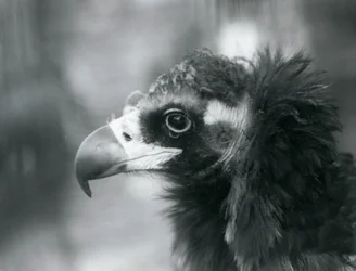 Un vautour moine eurasien quasi menacé au zoo de Londres, 1927