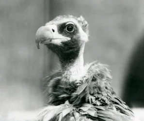 Un vautour moine eurasien quasi menacé au zoo de Londres, juillet 1926