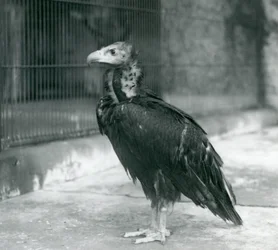 Un vautour moine eurasien quasi menacé debout au zoo de Londres, 1927