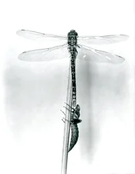 Une libellule à anneaux dorés nouvellement émergée sèche ses ailes en se reposant sur un roseau au-dessus de sa coquille larvaire vide, ou exuvie, Zoo de Londres, 1925