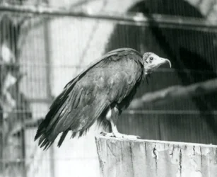 Un vautour charognard en danger critique debout sur une bûche, Zoo de Londres, septembre 1925