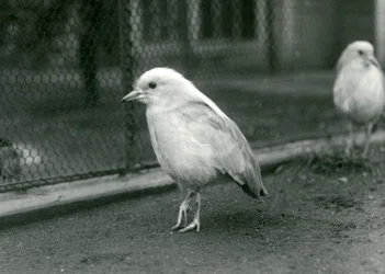 Un couple de cagous debout sur le sol de leur enclos au Zoo de Londres, 1927