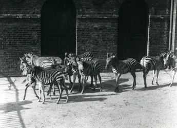 Un petit troupeau de zèbres de Chapman au Zoo de Londres en 1924