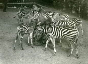 Un petit troupeau de zèbres de Chapman, y compris des jeunes, zoo de Londres en 1923