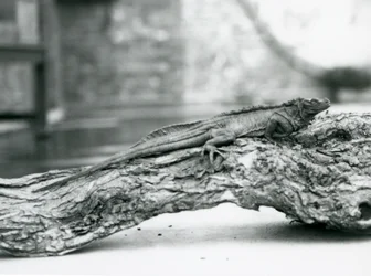 Un lézard à voile vulnérable reposant sur une bûche au Zoo de Londres en 1928 (photo n/b)
