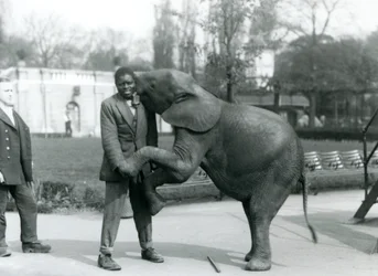 Un jeune éléphant pygmée africain se dresse sur ses pattes arrière pour embrasser son dresseur africain, tandis que le gardien regarde, Zoo de Londres, juillet 1925