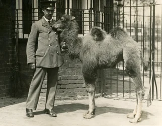 Un jeune chameau de Bactriane, né dans la ménagerie, avec son gardien, Zoo de Londres
