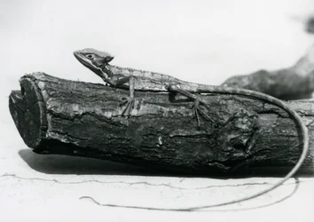 Un jeune lézard basilic reposant sur une bûche au Zoo de Londres en août 1928