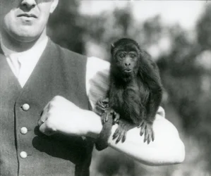 Un jeune singe hurleur noir assis sur le bras d