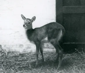 Un jeune Lechwe debout sur du foin, Zoo de Londres, janvier 1926