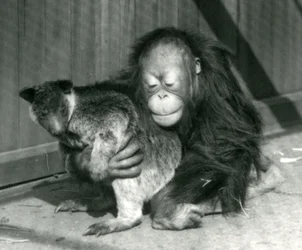 Un jeune Orang-outan étreint un Kangourou Arboricole au Zoo de Londres en 1927
