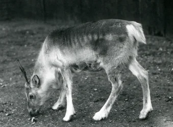 Un jeune renne au Zoo de Londres, 1925