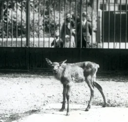 Un jeune wapiti/élan debout dans son enclos, avec des visiteurs regardant à travers les barreaux, zoo de Londres, août 1927