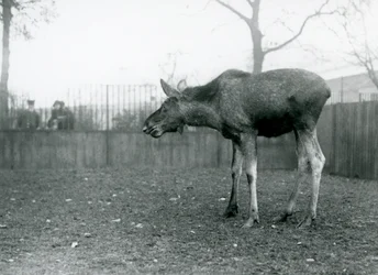 Un jeune élan mâle, avec des blessures dues à la chute récente de ses bois, debout dans son enclos au zoo de Londres
