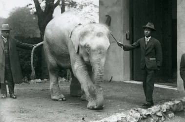 Un éléphant birman albinos avec des assistants dont le Dr. Saw Po Min, zoo de Londres, mai 1926