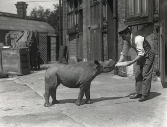 Un rhinocéros africain, Kathlene, et le gardien Harry Warryck au zoo de Londres, septembre 1928