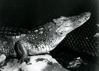 Un alligator américain au Zoo de Londres en septembre 1924