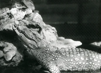 Un alligator américain reposant dans une piscine, regardant vers les rochers au bord de la piscine, Zoo de Londres