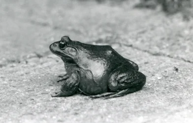 Une grenouille taureau américaine, Zoo de Londres, 1925
