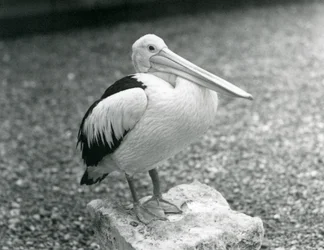 Un pélican australien debout sur une pierre au zoo de Londres en 1929