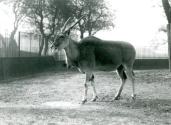 Un éland dans son paddock au Zoo de Londres en juin 1925