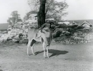 Un éland dans son enclos au Zoo de Londres en 1929 (photo n/b)