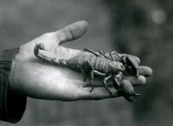 Un scorpion empereur tenu dans la paume de la main d