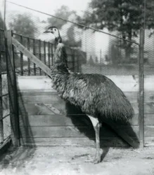 Un émeu au zoo de Londres en septembre 1927