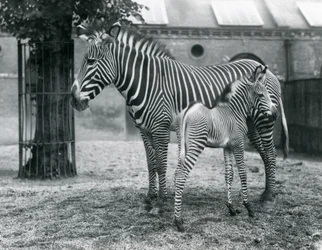 Un zèbre de Grévy en danger, debout avec son poulain de 4 jours, dans leur enclos au zoo de Londres en août 1927