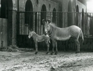 Un zèbre de Grévy en danger, debout avec son poulain de 4 jours, dans leur enclos au zoo de Londres en août 1927