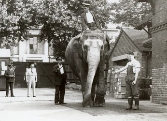 Un éléphant indien pesé par des gardiens au zoo de Londres, août 1935