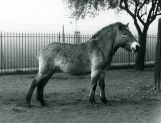 Un cheval sauvage de Przewalski en danger debout dans son enclos au zoo de Londres, octobre 1927