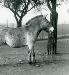 Un cheval sauvage de Przewalski en danger debout dans son enclos au zoo de Londres, octobre 1927