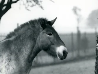 Un cheval sauvage de Przewalski en danger debout dans son enclos au zoo de Londres, octobre 1927