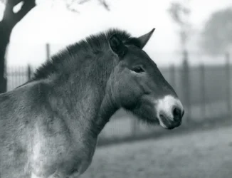 Un cheval sauvage de Przewalski en danger debout dans son enclos au zoo de Londres, octobre 1927