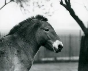 Un cheval sauvage de Przewalski en voie de disparition debout dans son enclos au Zoo de Londres, octobre 1927
