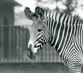 Une femelle/ânesse zèbre de Grévy en danger, Zoo de Londres, juillet 1926 (photo n/b)