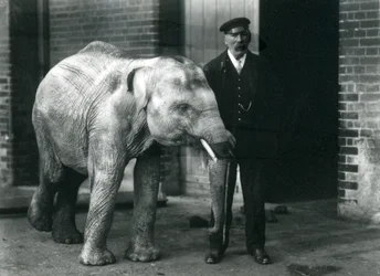 Éléphanteau asiatique avec le gardien Charles Eyles, Zoo de Londres, novembre 1915