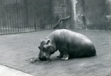 Bébé hippopotame 