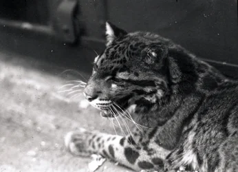 Léopard nébuleux, 1922