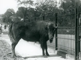 Le bison européen Georgina aux barreaux de son enclos, zoo de Londres, 12 août 1926
