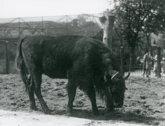 Le bison européen Julia mangeant l