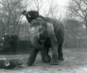 Éléphant asiatique femelle, 
