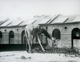 Girafe femelle, 