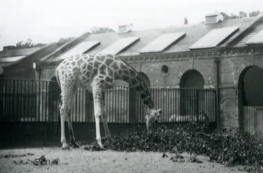 Girafe femelle, 