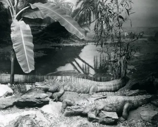 Quatre alligators, dans un cadre panoramique avec un bananier, au zoo de Londres en 1929